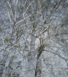 Fundación Casa de México expone ‘Adrian Burns: universo escondido’