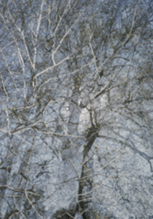 Fundación Casa de México expone ‘Adrian Burns: universo escondido’