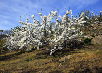 Las mejores cerezas del mundo se cultivan en el Valle del Jerte (Cáceres)