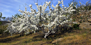 Las mejores cerezas del mundo se cultivan en el Valle del Jerte (Cáceres)