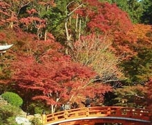 Conferencia Online ‘Cuando la naturaleza se hace arte: el jardín japonés’