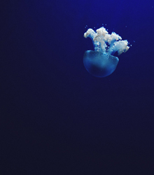 Conferencia científica ‘Viaje al fondo marino’ en el Instituto Francés