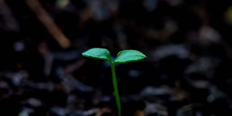 Ley Crea y Crece en España: ¿que deberías saber?