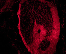 ‘Más-que-humanas’, en Museo Thyssen-Bornemisza invita a pensar