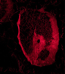 ‘Más-que-humanas’, en Museo Thyssen-Bornemisza invita a pensar