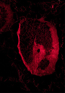 ‘Más-que-humanas’, en Museo Thyssen-Bornemisza invita a pensar