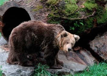 La Senda del Oso: óleo natural del corazón minero de Asturias