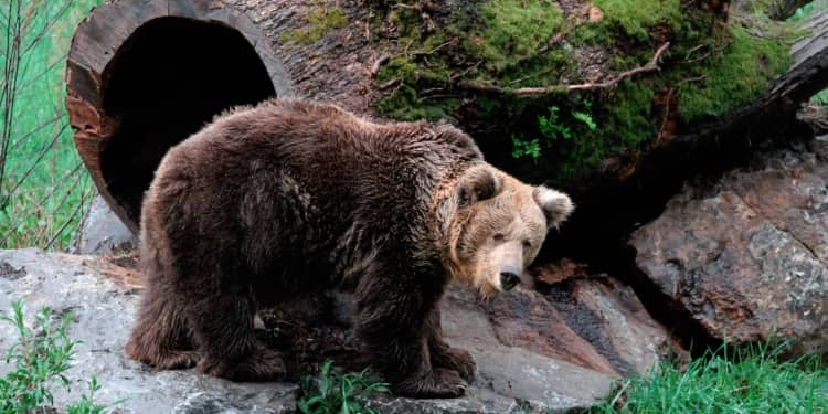 La Senda del Oso: óleo natural del corazón minero de Asturias