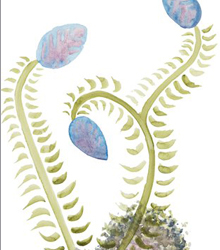 Casa de México muestra los remedios milenarios del Códice Badiano