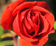 Las Flores Frescas Colombianas perfuman la Embajada de Colombia