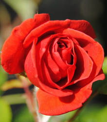 Las Flores Frescas Colombianas perfuman la Embajada de Colombia