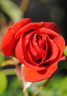 Las Flores Frescas Colombianas perfuman la Embajada de Colombia