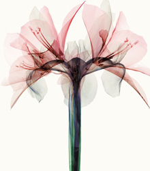 La Swiss Orchestra da a conocer el legado musical suizo en España