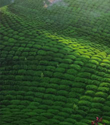 Exposición del pintor turco Yalçın Gökçebağ en Valencia