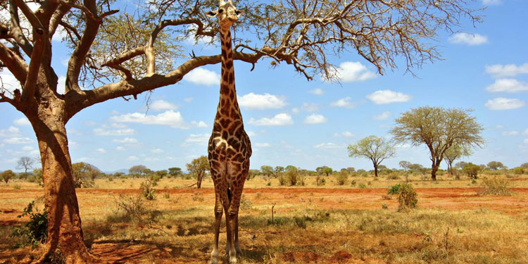 En África, el turismo es un motor probado de oportunidades y, además, financia la conservación de la naturaleza y la cultura en toda la región.