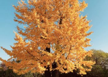 España e Italia se unen para intercambiar estrategias e impulsar el sector tecnológico