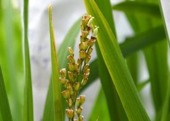 La UE ensaya en el Delta del Ebro un arroz resistente a la salinidad
