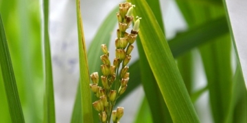 La UE ensaya en el Delta del Ebro un arroz resistente a la salinidad