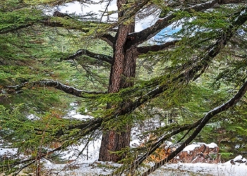 La UpM y la FAO colaboran en la restauración de los bosques en el Mediterráneo