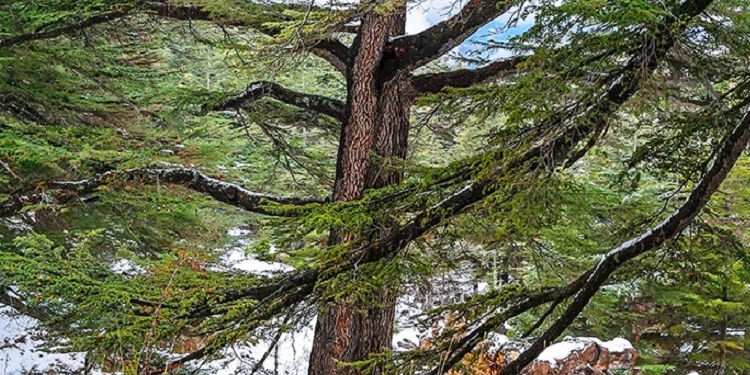 La UpM y la FAO colaboran en la restauración de los bosques en el Mediterráneo