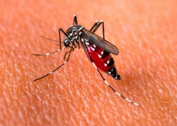 España concedió ayuda humanitaria a Paraguay para luchar contra la epidemia de chikungunya