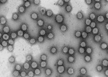 Ocho centros españoles participan en la investigación europea sobre el coronavirus