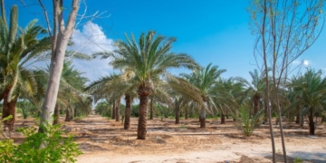 AECID aporta medio millón de euros a un proyecto para hacer cultivable el desierto en Egipto
