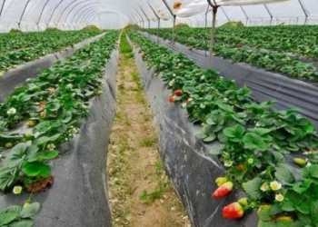 Los parlamentarios alemanes renuncian a visitar los regadíos en Doñana por las elecciones