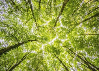 Iberdrola planta más de dos millones de árboles en siete países en los últimos dos años