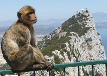 Gibraltar prohíbe tocar a los macacos para salvarlos del COVID-19