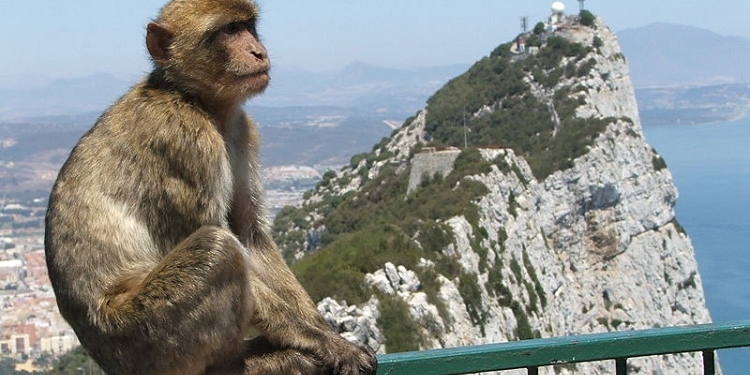 Gibraltar prohíbe tocar a los macacos para salvarlos del COVID-19