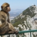 Gibraltar prohíbe tocar a los macacos para salvarlos del COVID-19