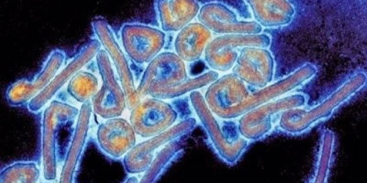 Exteriores alerta del riesgo de viajar a Guinea Ecuatorial por el virus de Marburgo