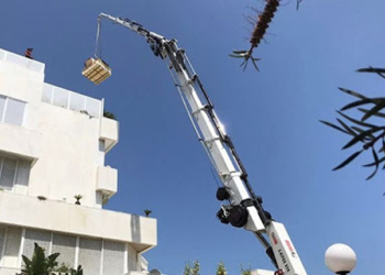 ¿Dónde comprar semillas a granel online?