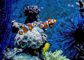 La Conferencia de la ONU sobre los océanos amplia la acción turística