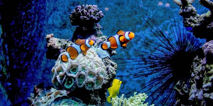 La Conferencia de la ONU sobre los océanos amplia la acción turística