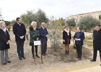 Plantado el olivo, símbolo de la paz, regalado por el Papa a la ciudad de Madrid