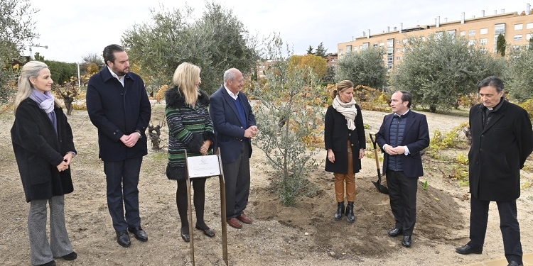 Plantado el olivo, símbolo de la paz, regalado por el Papa a la ciudad de Madrid