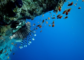 La OMT impulsa en la COP27 planes para alcanzar el ‘cero neto’ en el turismo