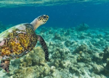 Las estadísticas de turismo, base de los informes de la ONU sobre desarrollo sostenible