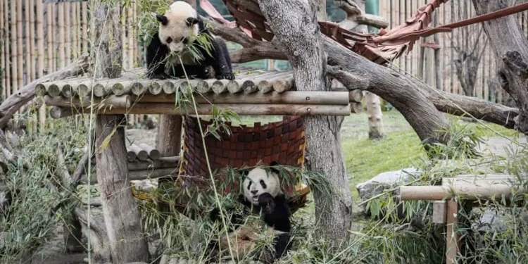 Relevo en la familia de osos panda, los otros ‘embajadores’ de China en España