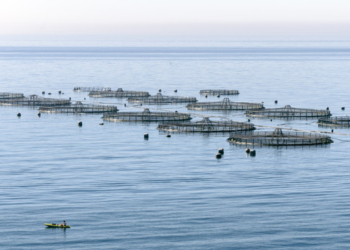 El PP denuncia en la Fiscalía la piscifactoría que Marruecos instaló en Chafarinas