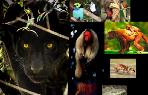 Científicos españoles se implican en un proyecto para proteger el Amazonas