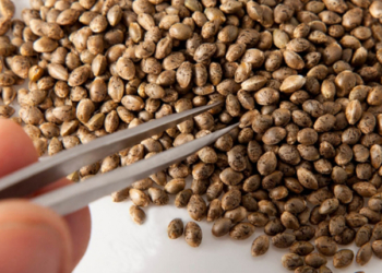 ¿Dónde comprar semillas a granel online?