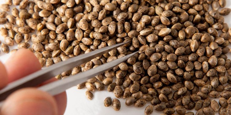 ¿Dónde comprar semillas a granel online?