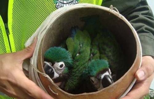 España adopta el primer plan de la UE contra el tráfico de especies