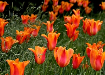 ¿Cómo se utilizan las flores bulbosas en España?