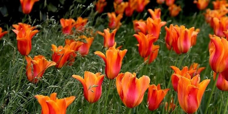 ¿Cómo se utilizan las flores bulbosas en España?