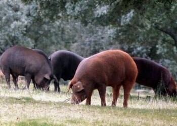 China will investigate EU pork imports after tariffs on its electric car