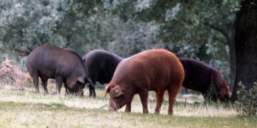 China will investigate EU pork imports after tariffs on its electric car